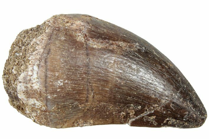 Fossil Mosasaur (Prognathodon) Tooth - Morocco #226679